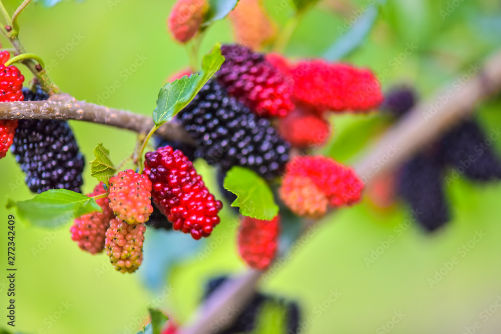 Fresh mulberries, healthy fruit in tree branches, have a green background in Tangshan, Hebei Province, China. Fresh mulberries, healthy fruit in tree branches, have a green background in Tangshan, Hebei Province, China.