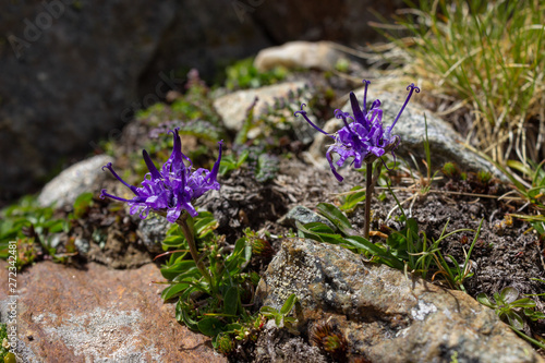 Alpine flower, Phyteuma hemisphaericum (Globe Headed Rampion). Photo taken at an altitude of 2900 meters, the altitude limit for this species of flower. Aosta valley, Italian alps.