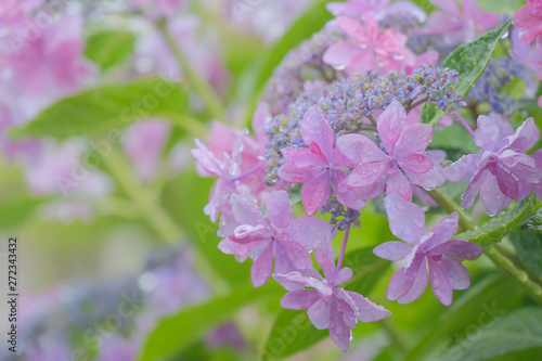 hydrangea flower on rainy day