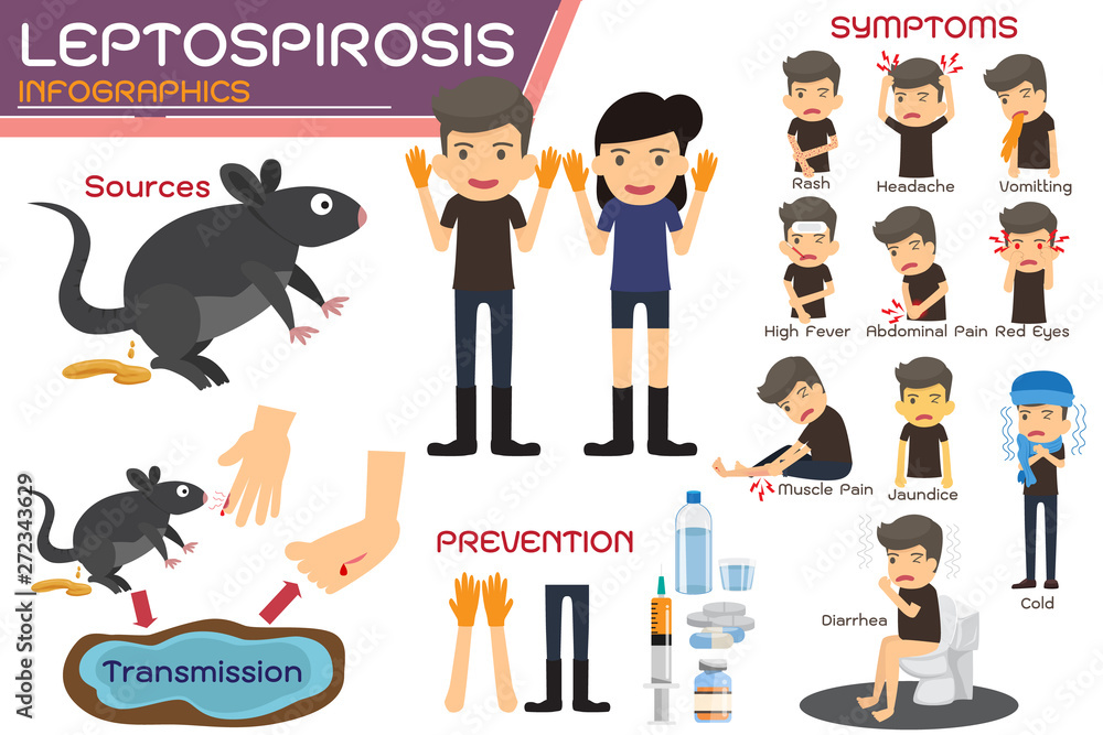 Leptospirosis infographics. Leptospirosis about symptoms and prevention