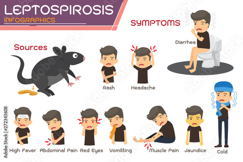 Leptospirosis infographics. Leptospirosis about symptoms and prevention. health concept vector cartoon illustration. photo