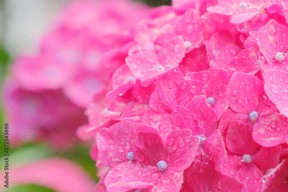hydrangea flower on rainy day hydrangea flower on rainy day