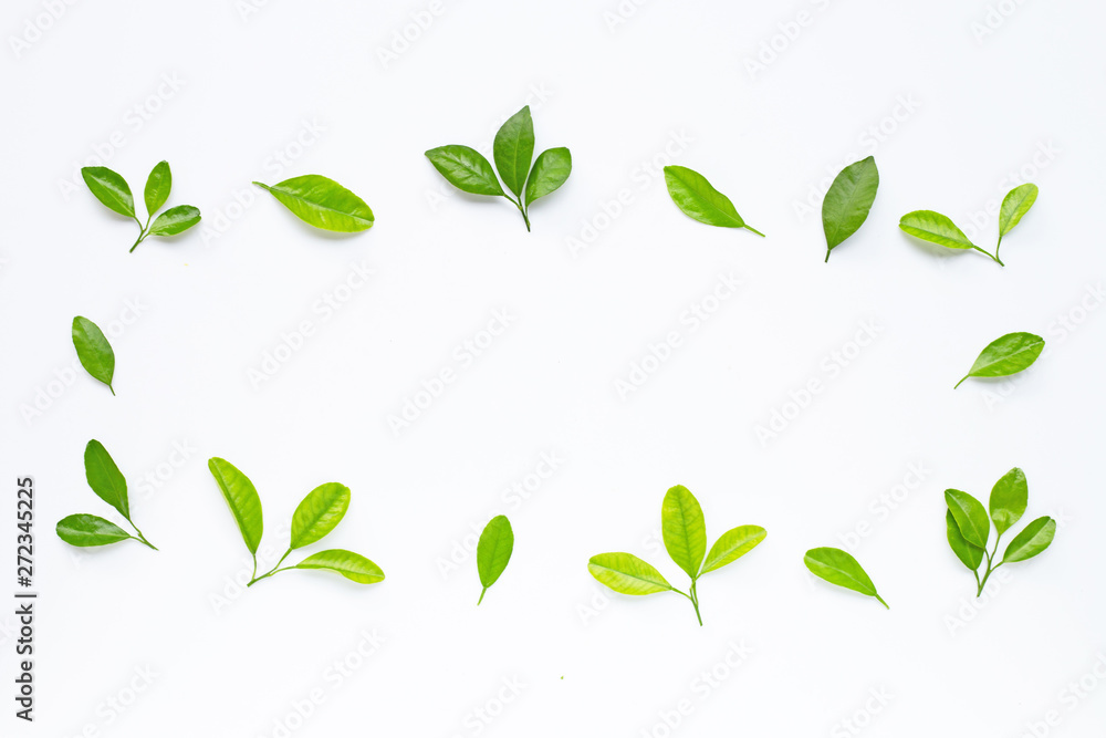 Green leaves on white background. Frame with copy space