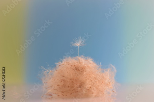 ガマの穂のわたとタンポポの綿毛のコラボレーション