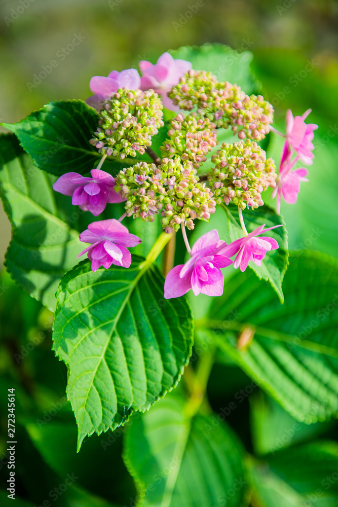 Fototapeta premium アジサイ