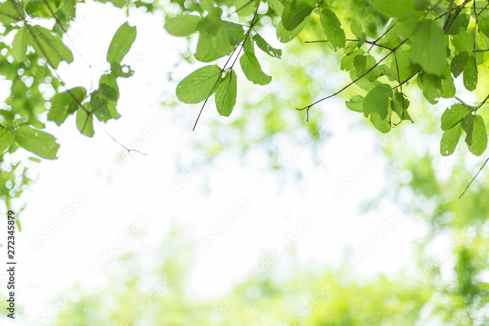 Green leaves on natural background