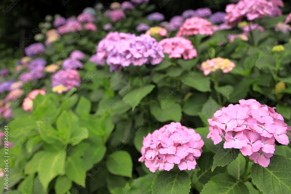 飛鳥山公園の紫陽花