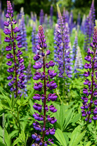 Close up of purple lupine flower in a wildflower meadow  nature background