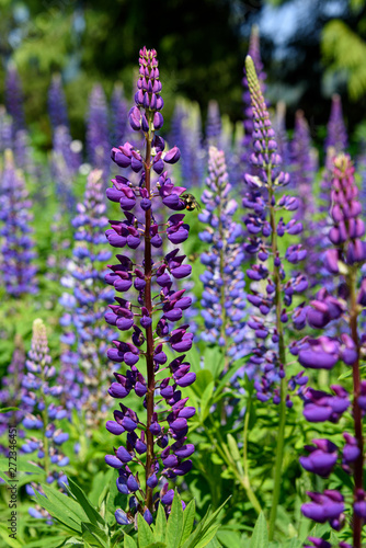Close up of purple lupine in wildflower field being pollinated by a bee, nature background