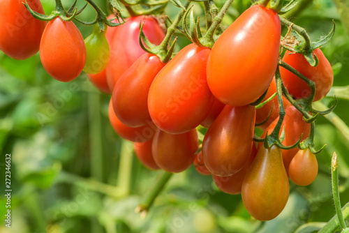 Delicious red tomatoes on the farm