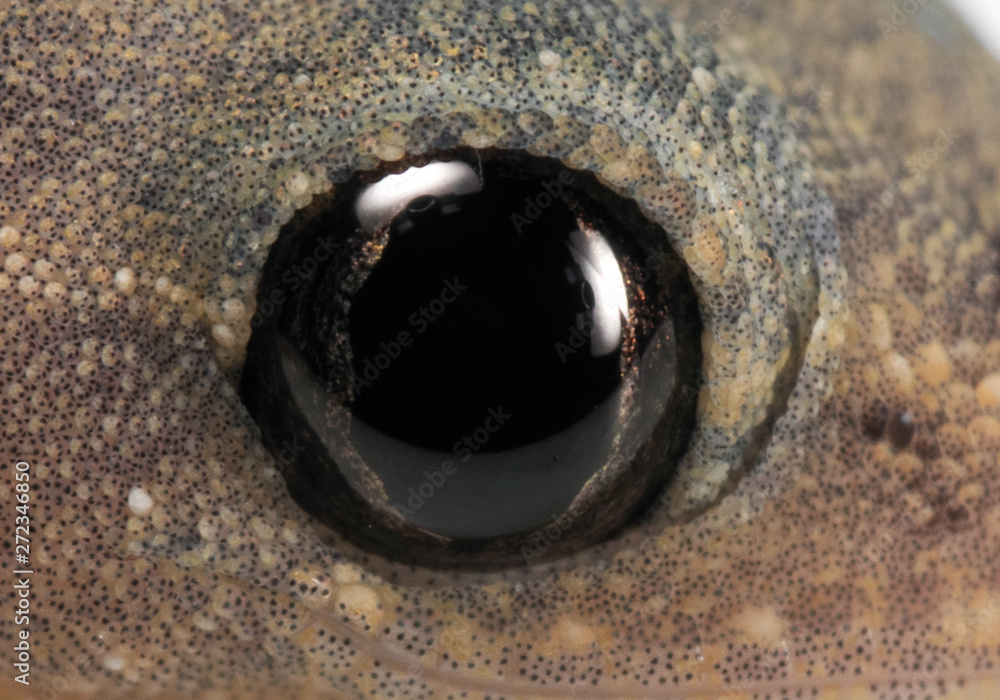 Close up Eye of Baby Common House Gecko on White Floor Close up Eye of Baby Common House Gecko on White Floor
