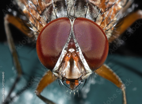 Macro Photo of Head of Little Orange fly Isolated on Black Background photo