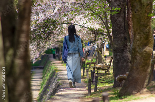 春の木漏れ日・桜を見上げて歩く女性のいる風景