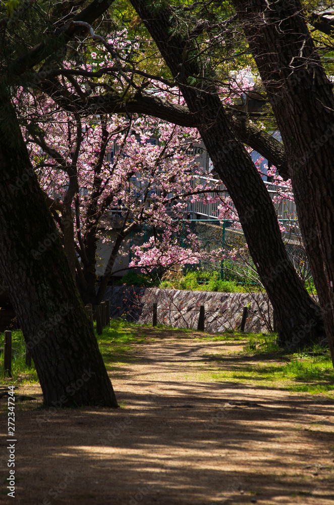 松林の桜 松林の桜