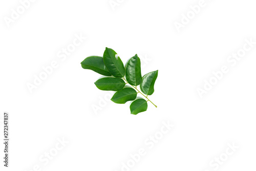 Siamese Rosewood leaves isolated on white background.Dalbergia cochinchinensis Pierre.Green leaf. © noon@photo