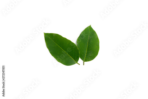 Siamese Rosewood leaves isolated on white background.Dalbergia cochinchinensis Pierre.Green leaf.