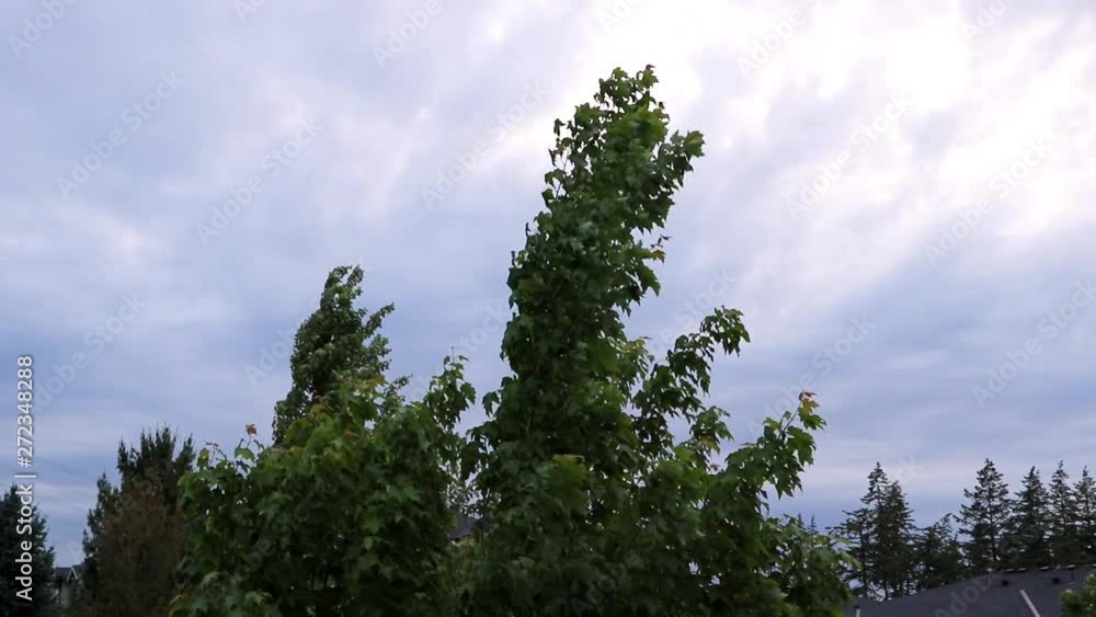 Tree tops blowing in the wind on a cloudy, stormy evening in spring time. Tree tops blowing in the wind on a cloudy, stormy evening in spring time.