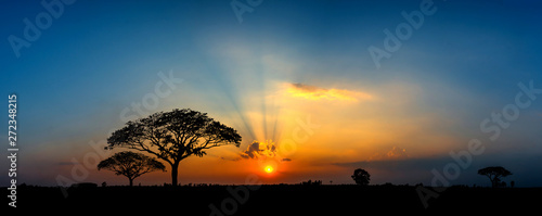 Panorama silhouette tree in africa with sunset.Tree silhouetted against a setting sun.