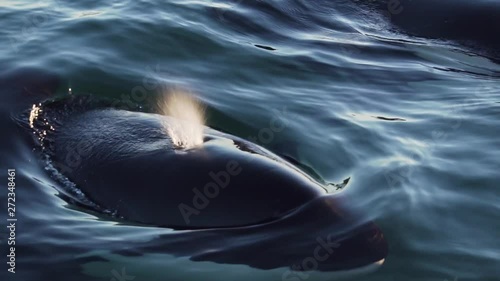Orca breathe very close blowing out spray close shot slowmotion