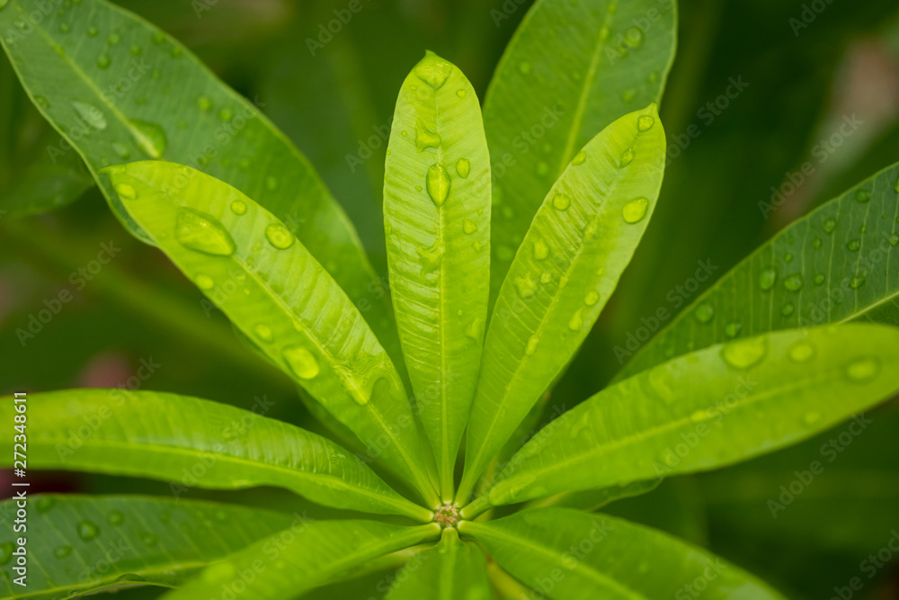 Close up fresh Green leaf with Water drop after rain on blur background.Drop of water on green Leaves.Photo select focus. Close up fresh Green leaf with Water drop after rain on blur background.Drop of water on green Leaves.Photo select focus.