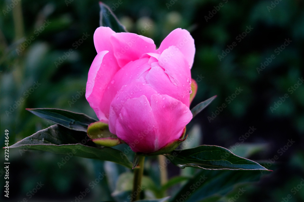Pink peony with dew drops during flowering. Evening. Floral texture. The concept of gardening, growing flower crops. Pink peony with dew drops during flowering. Evening. Floral texture. The concept of gardening, growing flower crops.