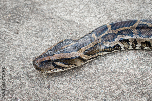 Close-up of Burmese Python crawling on the cement floor.Python is a genus of nonvenomous snakes.