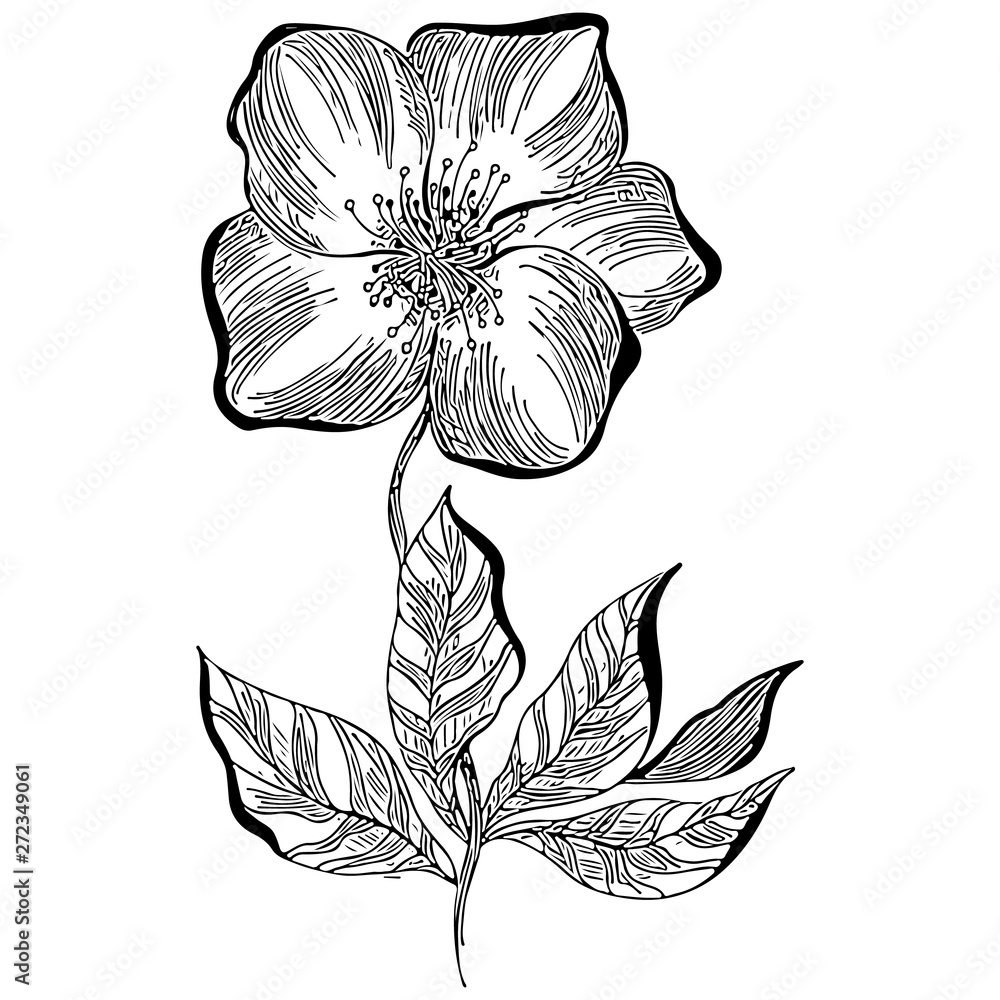 Fototapeta premium Hand drawn dog rose flower outline icon isolated on white background. Creative luxury fashion logotype concept icon. Hand Drawn vector illustration. Dog rose logo