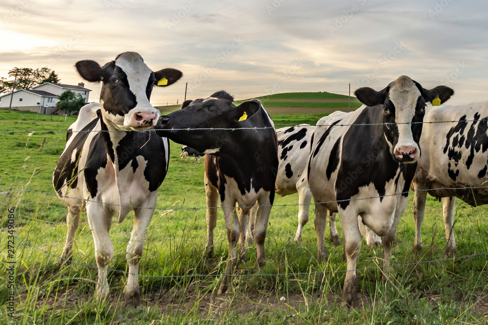 Holstein dairy cows standing in a line Holstein dairy cows standing in a line