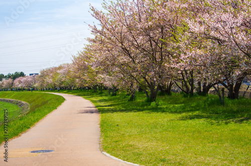 兵庫県尼崎市・猪名川の桜並木