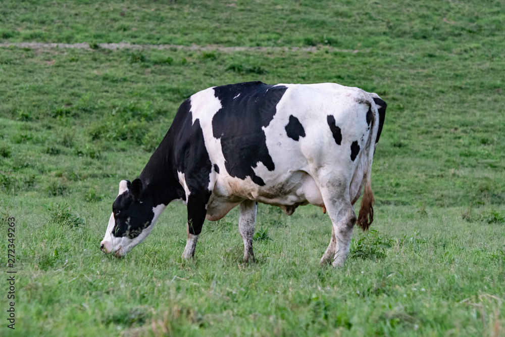 Lone Holstein grazing
