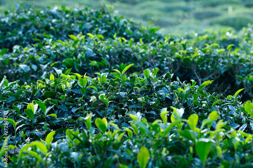 A tea plantation in Yuanyang, Yunnan province, China