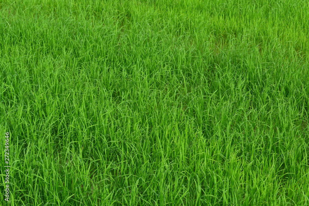 Obraz premium Rosną rośliny ryżu