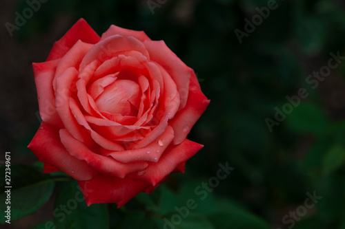 Rose-2