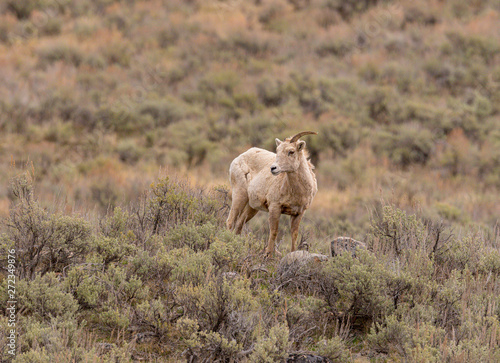 Big Horn Ewe with only one horn