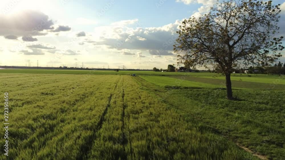 Flying over German wheat field with a tree on the land and cumulus clouds in the sunny sky. Flying over German wheat field with a tree on the land and cumulus clouds in the sunny sky.
