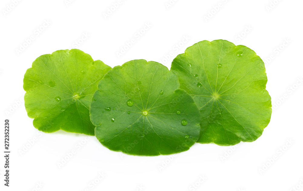 Closeup leaf of Gotu kola, Asiatic pennywort, Indian pennywort on white background, herb and medical concept Closeup leaf of Gotu kola, Asiatic pennywort, Indian pennywort on white background, herb and medical concept