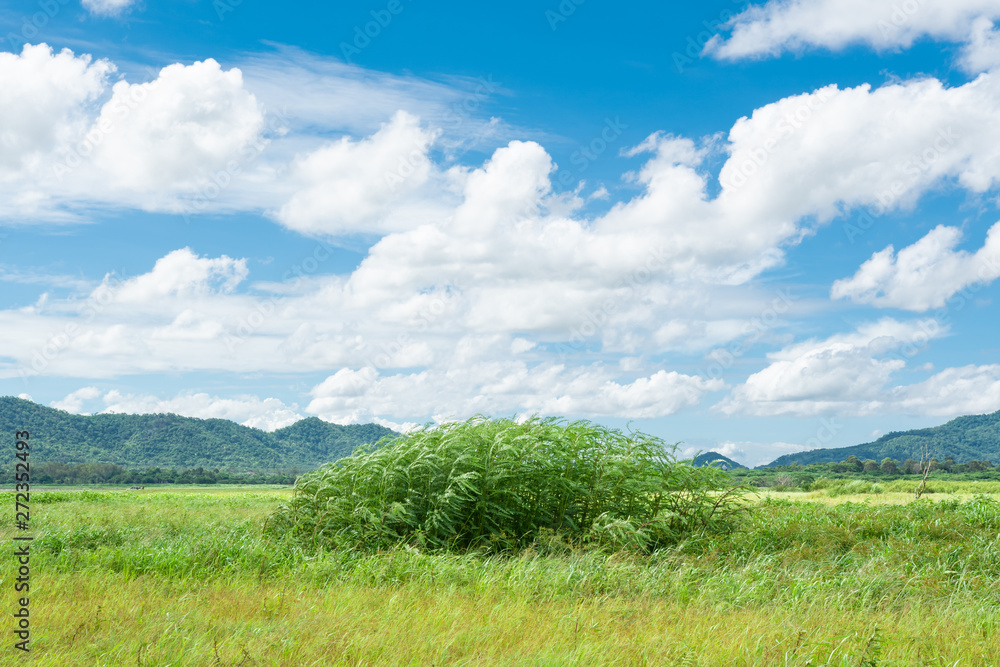 Obraz premium Green field,mountain and sky .