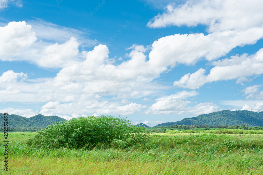 Green field,mountain and sky .