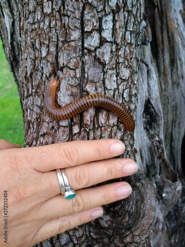 giant millipede and hand 
