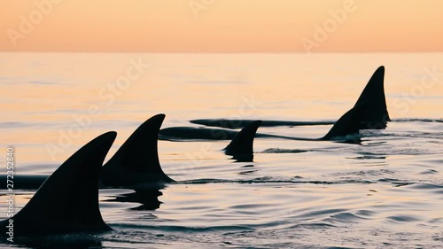 Orcas group swimming together at sunset in peninsula valdes patagonia slowmotion photo
