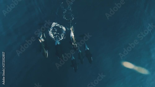 group of six orcas swimming together comming up to breath 60fps