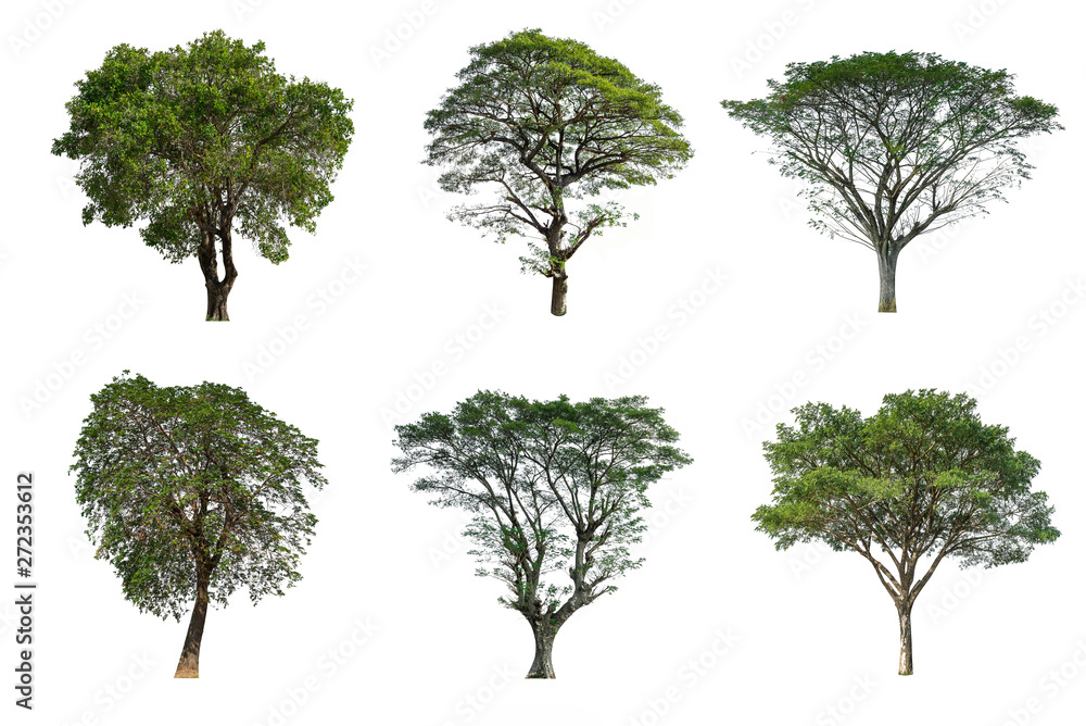 Set of Tree isolated on white background Set of Tree isolated on white background