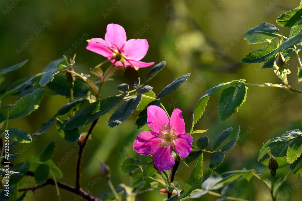 Rosa acicularis, also known as the prickly wild rose, the prickly rose, the bristly rose, the wild rose and the Arctic rose, is a species of wild rose. Rosa acicularis, also known as the prickly wild rose, the prickly rose, the bristly rose, the wild rose and the Arctic rose, is a species of wild rose.