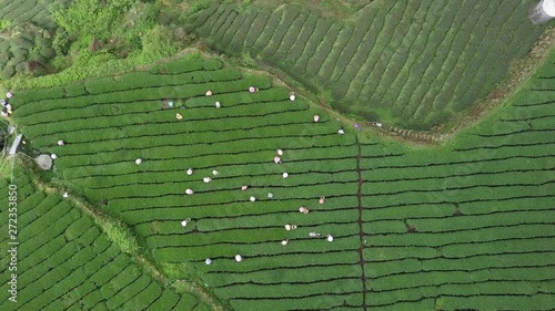 People Gathering Oolong Tea Leaves on Plantation in Alishan Area, Taiwan. Aerial View photo