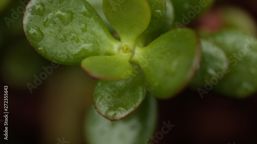 water drops on vivid green leaves