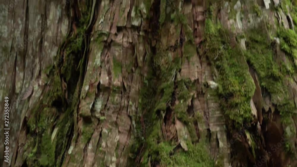 The giant tree is known to live for a thousand years. 4K beautiful sacred tree in Lala Mountain, Taoyuan, Taiwan. The giant tree is known to live for a thousand years. 4K beautiful sacred tree in Lala Mountain, Taoyuan, Taiwan.