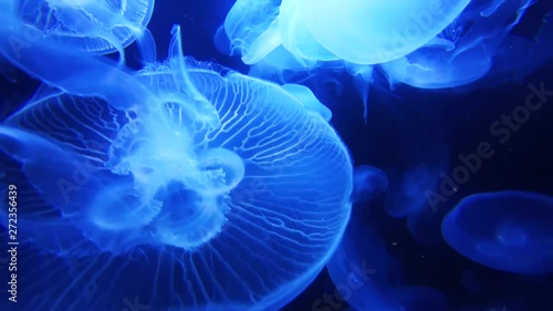 Group of large blue jellyfish floating behind a glass. Medusa underwater, frames with glowing jellyfish moving in water.  Transparent jellyfish swirling in aquarium, full HD video, close up.