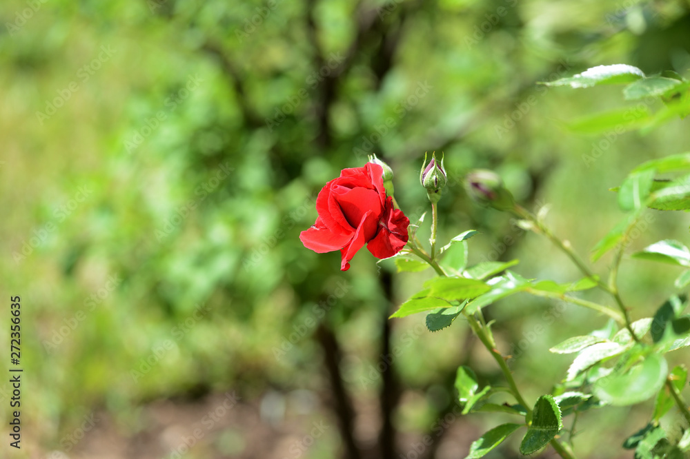 Obraz premium Beautiful red rose flower in summer garden on a bright sunny day