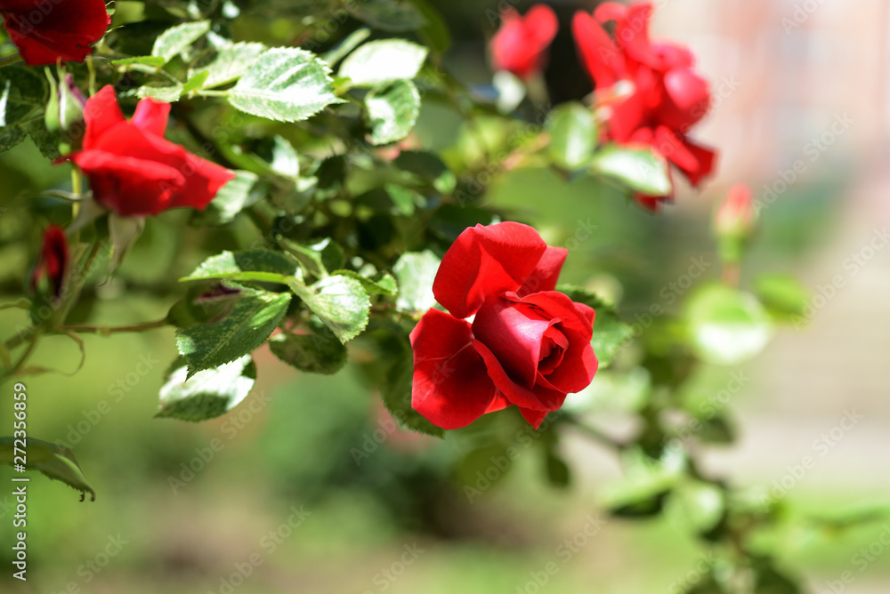 Beautiful red rose flowers in summer garden on a bright sunny day Beautiful red rose flowers in summer garden on a bright sunny day