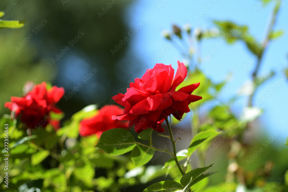 Beautiful red rose flowers in summer garden on a bright sunny day Beautiful red rose flowers in summer garden on a bright sunny day
